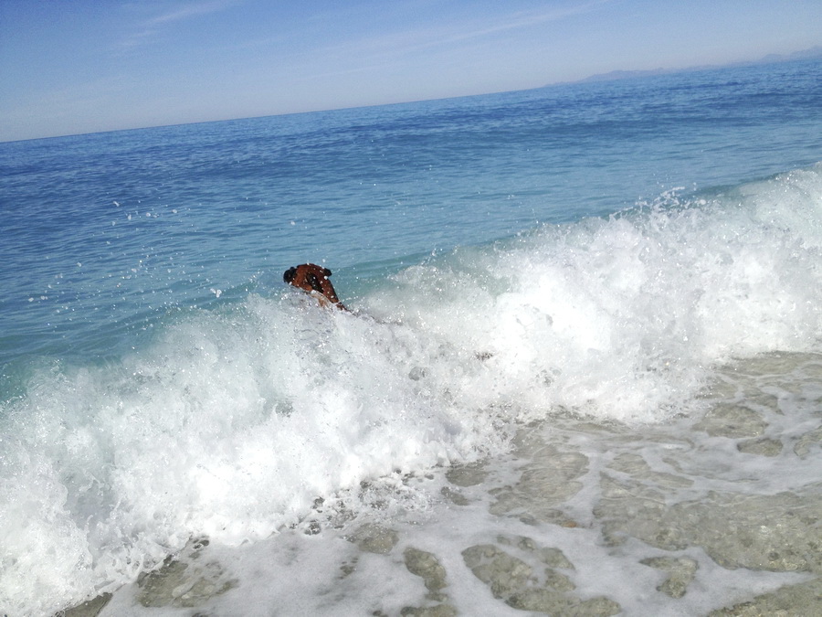 Σκύλος Παραλίες για σκύλους παραλία 