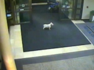 7df7eab0-b2e2-11e4-87ad-eb40d1b6f3fa_kcrg_dog_hospital_01_jc_150212_4x3_992