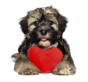 Lover Valentine Havanese puppy dog