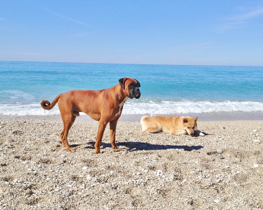 Αποτέλεσμα εικόνας για σκύλοι παραλία