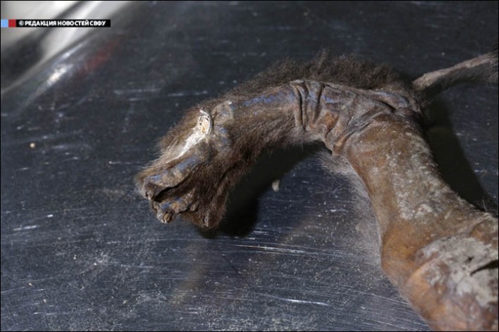 σκύλος- μούμια 12.400 ετών (4)