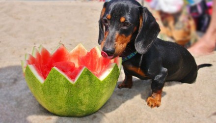 Φρούτα κατάλληλα για σκύλους 3