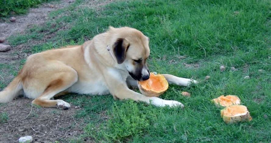 Φρούτα κατάλληλα για σκύλους