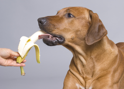 Φρούτα κατάλληλα για σκύλους