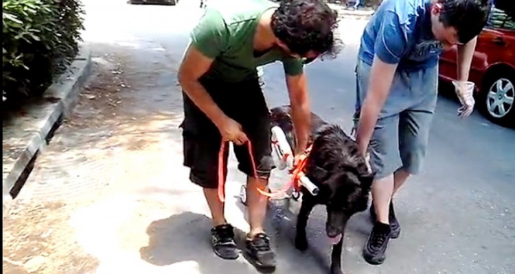 Απογειώνεται ο Έλληνας υδραυλικός που κάνει ανάπηρα σκυλάκια να περπατήσουν ξανά Βασίλης Τζιγκούρας