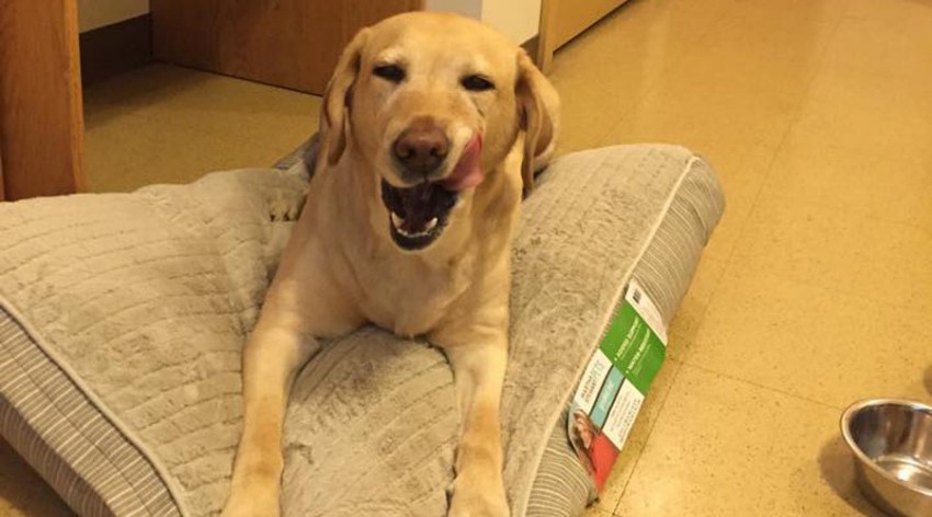 Σκύλος υπηρεσίας έσωσε τυφλή γυναίκα από πυρκαγιά