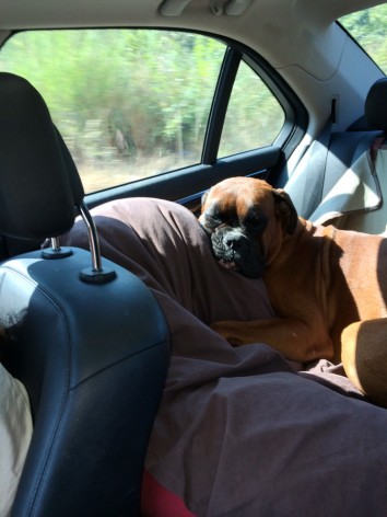 Σκύλος στο αυτοκίνητο - Οδήγηση, κίνδυνοι και ασφάλεια ! (2)