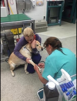 Σκύλος υπηρεσίας έσωσε τυφλή γυναίκα από πυρκαγιά 2