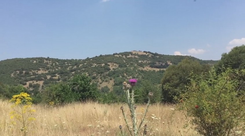 Γαϊδουράγκαθο 5