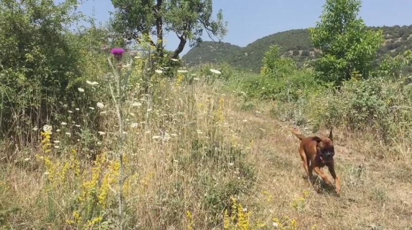 Γαϊδουράγκαθο