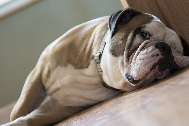 Αφανίζεται το Αγγλικό Μπουλντόγκ (English Bulldog) από την επιλεκτική αναπαραγωγή και τις αιμομιξίες [Έρευνα]