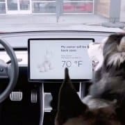 H Tesla διορθώνει ένα επικίνδυνο σφάλμα με το Dog Mode